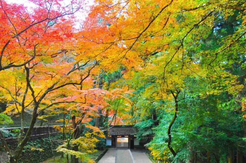 キャッチ画像-秋の紅葉-愛知県「香嵐渓の紅葉と香積寺山門」